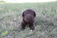 Mr. Orange Collar, a male Labrador Retriever for sale in Lake City, MN – 5 of 9