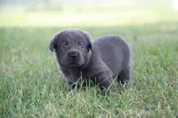 Miss Charcoal, a female Labrador Retriever for sale in Lake City, MN – 5 of 10