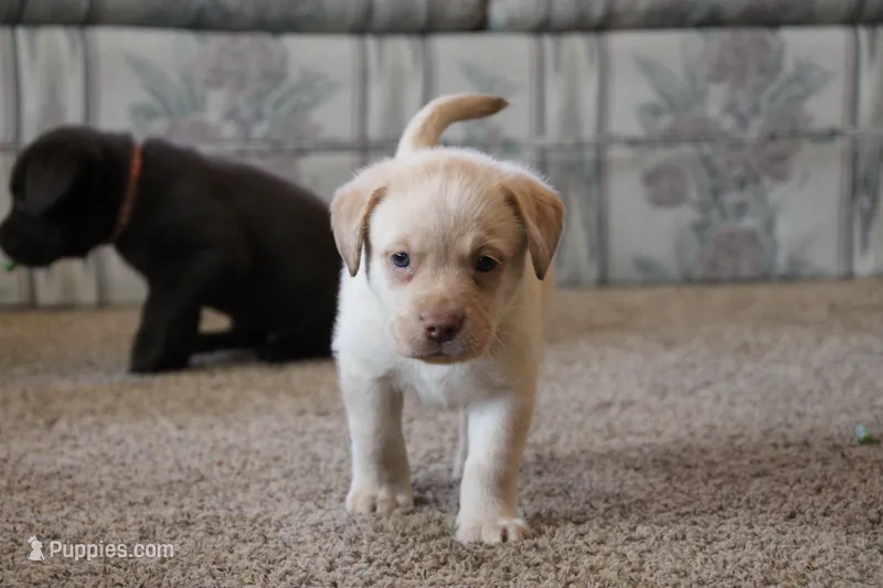 Miss Teal Collar – Labrador Retriever puppy for sale in Lake City, MN