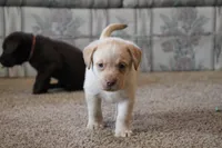 Miss Teal Collar- pending, a female Labrador Retriever for sale in Lake City, MN – 3 of 10