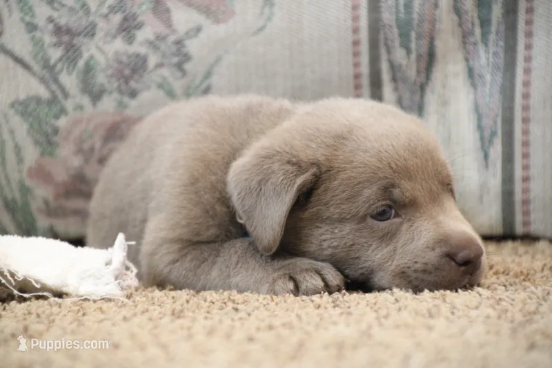 Silver Boy – Labrador Retriever puppy for sale in Lake City, MN