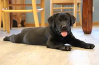 Mr. Brown Collar- Ready Now!, a male Labrador Retriever for sale in Lake City, MN – Photo 1 of 10