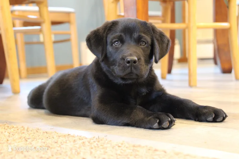 Mr. Brown Collar- Ready Now!