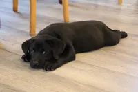 Mr. Brown Collar- Ready Now!, a male Labrador Retriever for sale in Lake City, MN – Photo 2 of 10