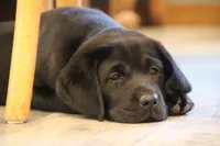 Mr. Brown Collar- Ready Now!, a male Labrador Retriever for sale in Lake City, MN – Photo 4 of 10