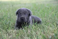 Miss Charcoal, a female Labrador Retriever for sale in Lake City, MN – 4 of 10