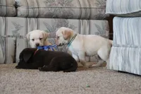 Miss Teal Collar- pending, a female Labrador Retriever for sale in Lake City, MN – 5 of 10