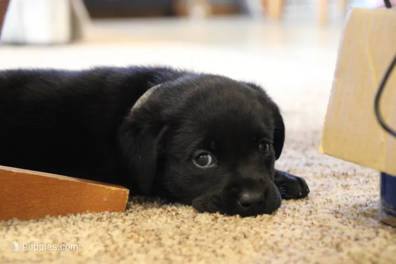 Miss Gray Collar – Labrador Retriever puppy for sale in Lake City, MN