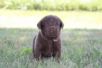 Mr. Brown Collar, a male Labrador Retriever for sale in Lake City, MN – 2 of 9