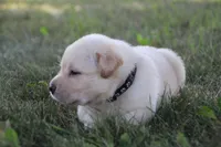 Mr. Black Collar, a male Labrador Retriever for sale in Lake City, MN – 3 of 9