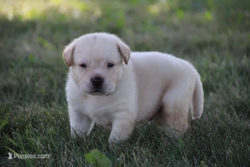 Mr. Black Collar – Labrador Retriever puppy for sale in Lake City, MN
