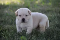 Mr. Black Collar, a male Labrador Retriever for sale in Lake City, MN – 1 of 9