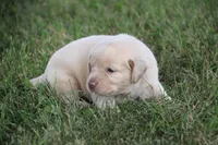 Miss Pink Collar, a female Labrador Retriever for sale in Lake City, MN – 5 of 10