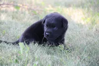 Miss Gray Collar, a female Labrador Retriever for sale in Lake City, MN – 4 of 8