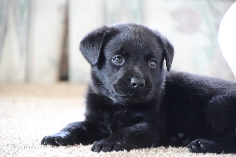 Miss Gray Collar – Labrador Retriever puppy for sale in Lake City, MN