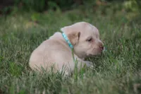 Miss Teal Collar, a female Labrador Retriever for sale in Lake City, MN – 6 of 9