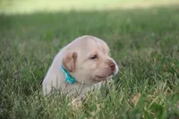Miss Teal Collar, a female Labrador Retriever for sale in Lake City, MN – 1 of 9