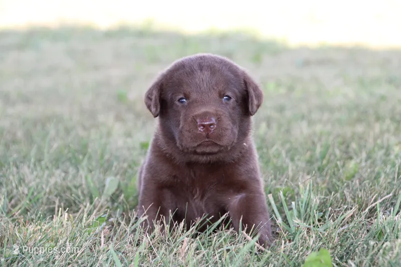Mr. Brown Collar – Labrador Retriever puppy for sale in Lake City, MN
