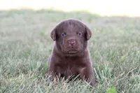 Mr. Brown Collar, a male Labrador Retriever for sale in Lake City, MN – 1 of 9