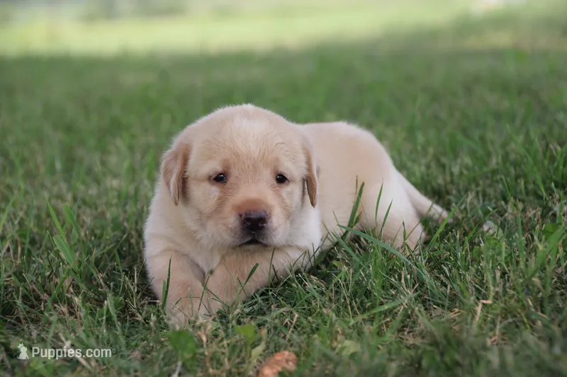 Miss Yellow Collar – Labrador Retriever puppy for sale in Lake City, MN