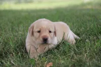 Miss Yellow Collar, a female Labrador Retriever for sale in Lake City, MN – 1 of 9