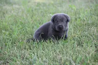 Miss Charcoal, a female Labrador Retriever for sale in Lake City, MN – 3 of 10