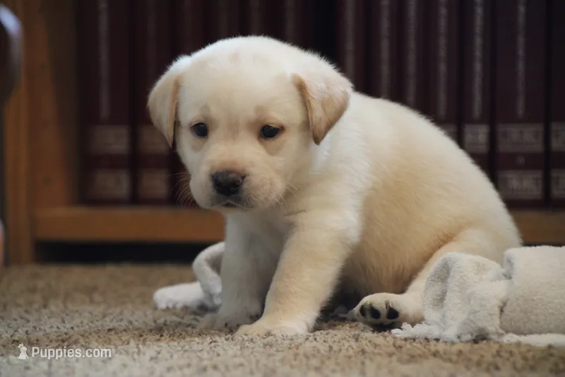 Mr. Black Collar – Labrador Retriever puppy for sale in Lake City, MN