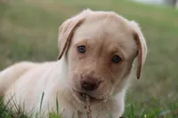 Miss Aqua Collar - Available Now, a female Labrador Retriever for sale in Lake City, MN – 6 of 10