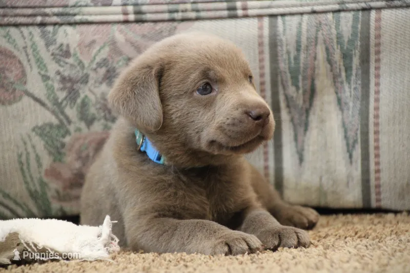 Silver Boy – Labrador Retriever puppy for sale in Lake City, MN