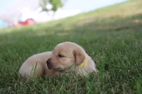 Miss Yellow Collar, a female Labrador Retriever for sale in Lake City, MN – 5 of 9