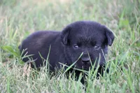 Miss Gray Collar, a female Labrador Retriever for sale in Lake City, MN – 5 of 8