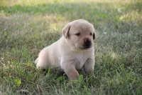 Miss Yellow Collar, a female Labrador Retriever for sale in Lake City, MN – 2 of 9