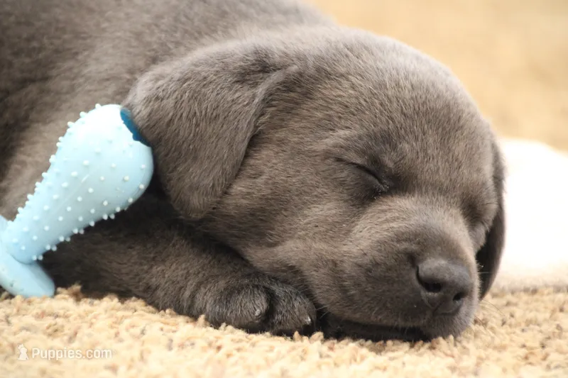 Miss Charcoal – Labrador Retriever puppy for sale in Lake City, MN