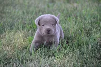 Silver Boy, a male Labrador Retriever for sale in Lake City, MN – 5 of 9