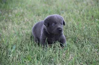 Miss Charcoal, a female Labrador Retriever for sale in Lake City, MN – 7 of 10