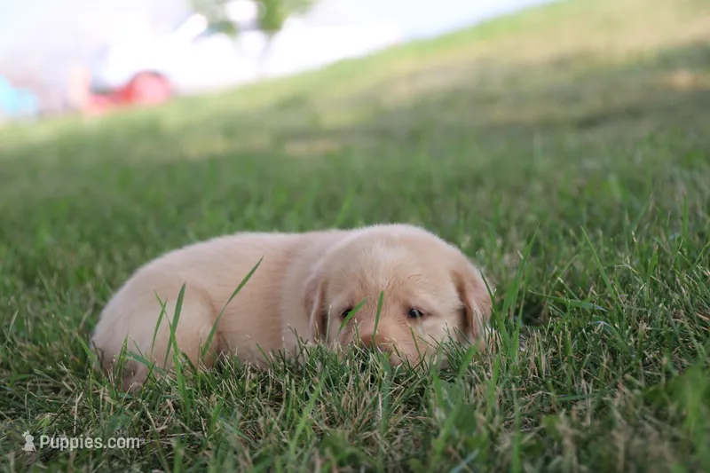 Miss Yellow Collar – Labrador Retriever puppy for sale in Lake City, MN