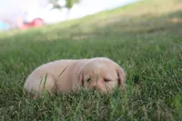 Miss Yellow Collar, a female Labrador Retriever for sale in Lake City, MN – 4 of 9