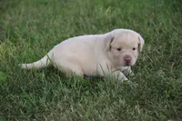 Miss Pink Collar, a female Labrador Retriever for sale in Lake City, MN – 6 of 10
