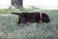 Mr. Orange Collar, a male Labrador Retriever for sale in Lake City, MN – 4 of 9