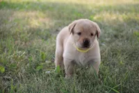 Miss Yellow Collar, a female Labrador Retriever for sale in Lake City, MN – 3 of 9
