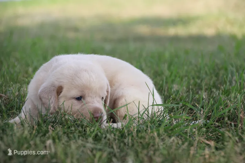 Miss Pink Collar – Labrador Retriever puppy for sale in Lake City, MN