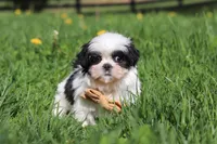 Asher, a male Shih Tzu for sale in Baltic, OH – Photo 1 of 7