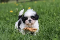 Asher, a male Shih Tzu for sale in Baltic, OH – Photo 4 of 7