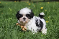 Asher, a male Shih Tzu for sale in Baltic, OH – Photo 2 of 7