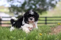 Jayden, a male Shih Tzu for sale in Baltic, OH – Photo 5 of 5