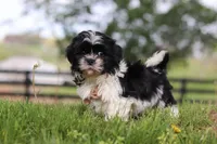 Jayden, a male Shih Tzu for sale in Baltic, OH – Photo 4 of 5
