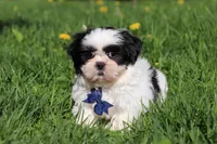 Dylan, a male Shih Tzu for sale in Baltic, OH – Photo 2 of 7