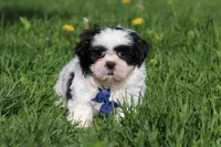 Dylan, a male Shih Tzu for sale in Baltic, OH – Photo 3 of 7