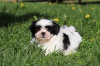 Dylan, a male Shih Tzu for sale in Baltic, OH – Photo 6 of 7