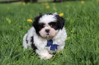 Dylan, a male Shih Tzu for sale in Baltic, OH – Photo 4 of 7